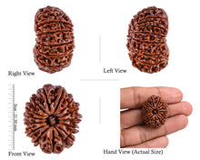 Load image into Gallery viewer, 5 Mukhi Rudraksha from Nepal - test