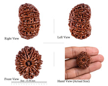 Load image into Gallery viewer, 5 Mukhi Rudraksha from Nepal - test