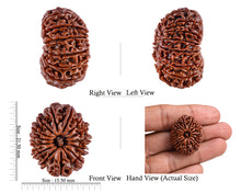Load image into Gallery viewer, 5 Mukhi Rudraksha from Nepal - test