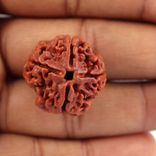 Load image into Gallery viewer, 4 Mukhi Rudraksha from Nepal - Bead No. 190