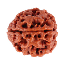 Load image into Gallery viewer, 4 Mukhi Rudraksha from Nepal - Bead No. 190