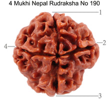 Load image into Gallery viewer, 4 Mukhi Rudraksha from Nepal - Bead No. 190