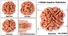 Load image into Gallery viewer, 4 Mukhi Rudraksha from Nepal - Bead No. 111