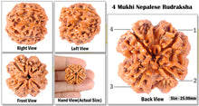 Load image into Gallery viewer, 4 Mukhi Rudraksha from Nepal - Bead No. 126