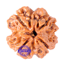 Load image into Gallery viewer, 4 Mukhi Rudraksha from Nepal - Bead No. 126