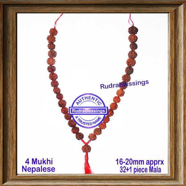 4 Mukhi Rudraksha Mala - (32+1 beads - Nepalese)
