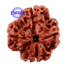Load image into Gallery viewer, 4 Mukhi Rudraksha from Nepal - Bead No. 10
