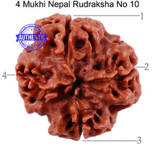 Load image into Gallery viewer, 4 Mukhi Rudraksha from Nepal - Bead No. 10