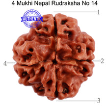 Load image into Gallery viewer, 4 Mukhi Rudraksha from Nepal - Bead No. 14

