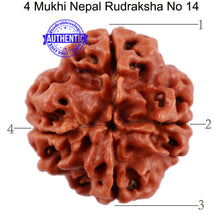 Load image into Gallery viewer, 4 Mukhi Rudraksha from Nepal - Bead No. 14