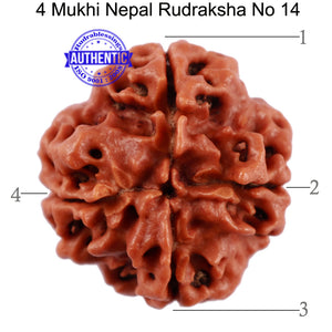 4 Mukhi Rudraksha from Nepal - Bead No. 14