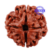 Load image into Gallery viewer, 4 Mukhi Rudraksha from Nepal - Bead No. 18