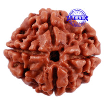Load image into Gallery viewer, 4 Mukhi Rudraksha from Nepal - Bead No. 19