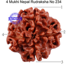 Load image into Gallery viewer, 4 Mukhi Rudraksha from Nepal - Bead No. 234