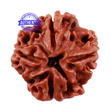 Load image into Gallery viewer, 4 Mukhi Rudraksha from Nepal - Bead No. 2