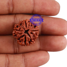 Load image into Gallery viewer, 4 Mukhi Rudraksha from Nepal - Bead No. 2
