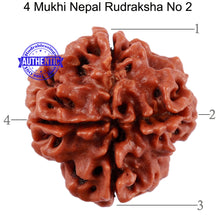 Load image into Gallery viewer, 4 Mukhi Rudraksha from Nepal - Bead No. 2
