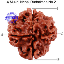 Load image into Gallery viewer, 4 Mukhi Rudraksha from Nepal - Bead No. 2