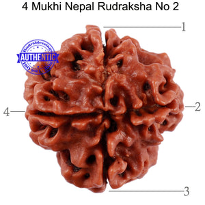 4 Mukhi Rudraksha from Nepal - Bead No. 2