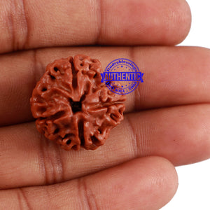 4 Mukhi Rudraksha from Nepal - Bead No. 3