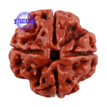 Load image into Gallery viewer, 4 Mukhi Rudraksha from Nepal - Bead No. 5