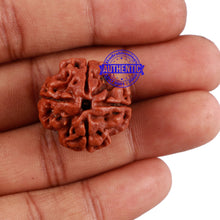 Load image into Gallery viewer, 4 Mukhi Rudraksha from Nepal - Bead No. 5