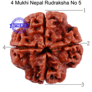 4 Mukhi Rudraksha from Nepal - Bead No. 5