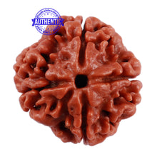 Load image into Gallery viewer, 4 Mukhi Rudraksha from Nepal - Bead No. 7
