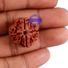 Load image into Gallery viewer, 4 Mukhi Rudraksha from Nepal - Bead No. 7