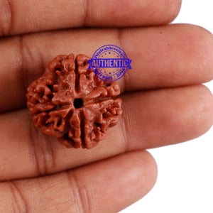 4 Mukhi Rudraksha from Nepal - Bead No. 7