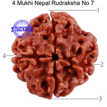 Load image into Gallery viewer, 4 Mukhi Rudraksha from Nepal - Bead No. 7