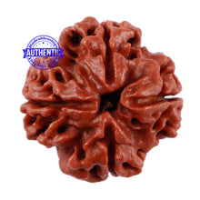 Load image into Gallery viewer, 4 Mukhi Rudraksha from Nepal - Bead No. 9
