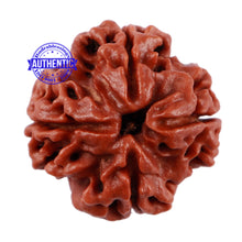 Load image into Gallery viewer, 4 Mukhi Rudraksha from Nepal - Bead No. 9