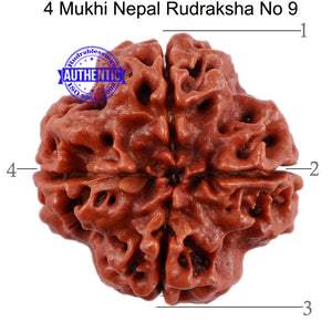 4 Mukhi Rudraksha from Nepal - Bead No. 9