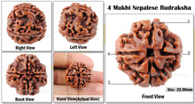 Load image into Gallery viewer, 4 Mukhi Rudraksha from Nepal - Bead No. 41