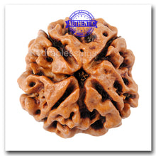 Load image into Gallery viewer, 4 Mukhi Rudraksha from Nepal - Bead No. 66