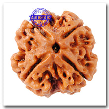 Load image into Gallery viewer, 4 Mukhi Rudraksha from Nepal - Bead No. 79