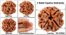 Load image into Gallery viewer, 4 Mukhi Rudraksha from Nepal - Bead No. 87