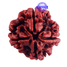 Load image into Gallery viewer, 4 Mukhi Rudraksha from Nepal - Bead No. 48