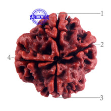 Load image into Gallery viewer, 4 Mukhi Rudraksha from Nepal - Bead No. 48