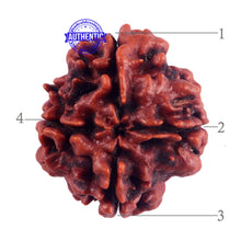 Load image into Gallery viewer, 4 Mukhi Rudraksha from Nepal - Bead No. 49