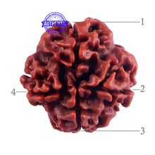 Load image into Gallery viewer, 4 Mukhi Rudraksha from Nepal - Bead No. 50