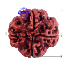 Load image into Gallery viewer, 4 Mukhi Rudraksha from Nepal - Bead No. 52
