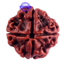 Load image into Gallery viewer, 4 Mukhi Rudraksha from Nepal - Bead No. 55