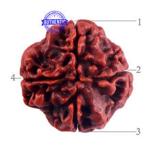 Load image into Gallery viewer, 4 Mukhi Rudraksha from Nepal - Bead No. 55