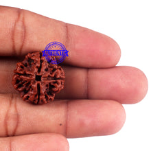 Load image into Gallery viewer, 4 Mukhi Rudraksha from Nepal - Bead No. 58