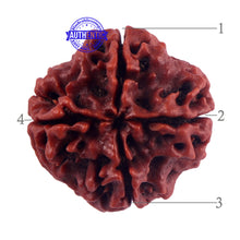 Load image into Gallery viewer, 4 Mukhi Rudraksha from Nepal - Bead No. 58