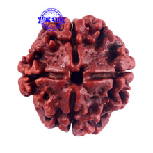 Load image into Gallery viewer, 4 Mukhi Rudraksha from Nepal - Bead No. 59