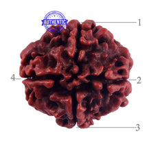 Load image into Gallery viewer, 4 Mukhi Rudraksha from Nepal - Bead No. 59