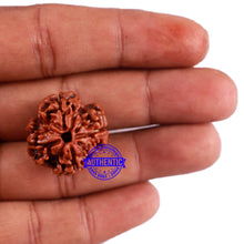 Load image into Gallery viewer, 4 Mukhi Rudraksha from Nepal - Bead No. 24